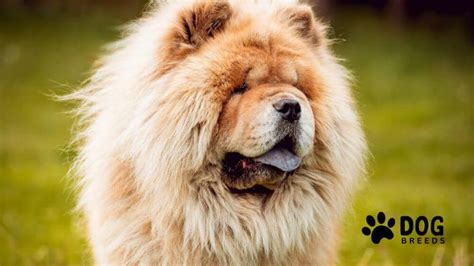 choxchox|Chow Chow: Dog Breed Characteristics & Care .